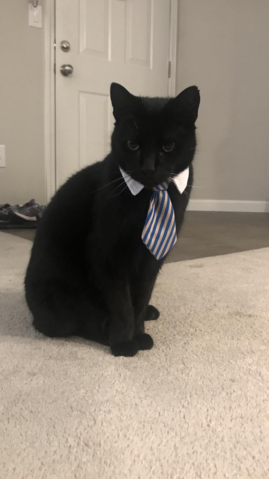 Кот Элвис