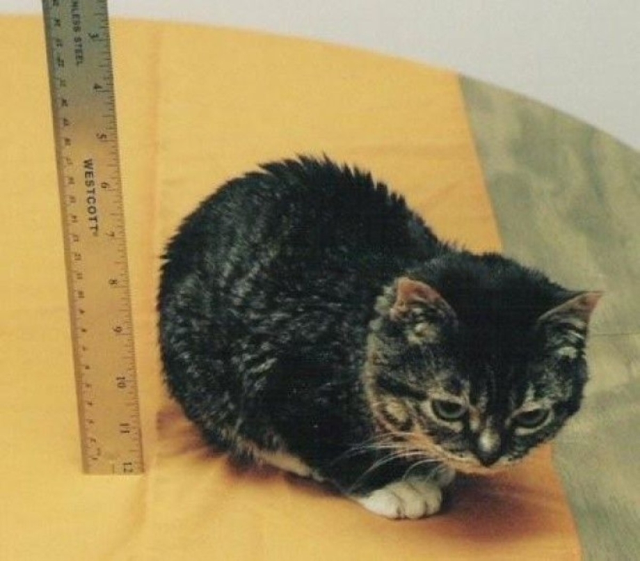 Мистер Тинклс кот
