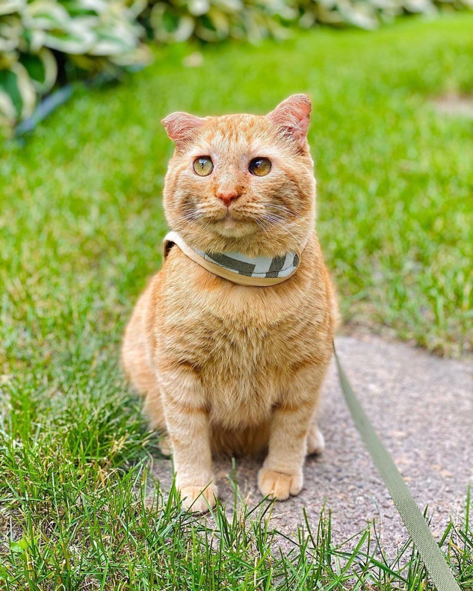 Кот Брюс
