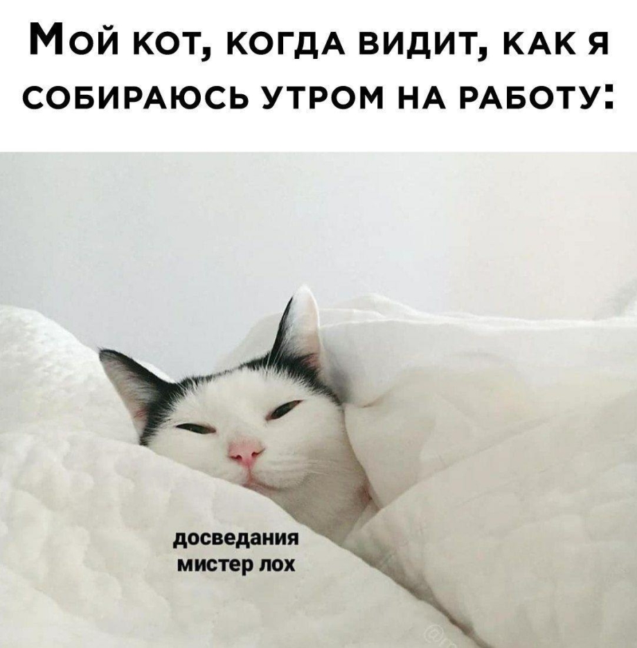 Мистер кот