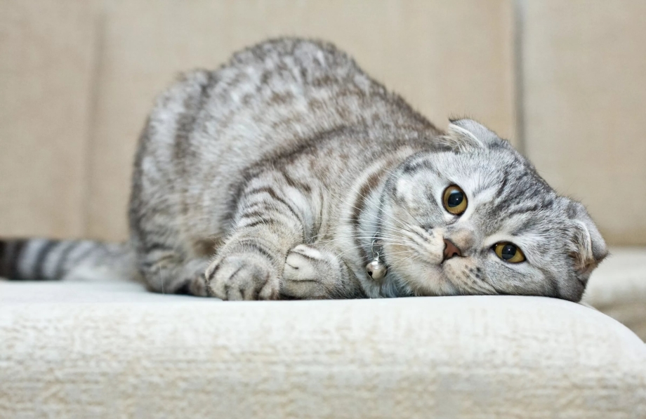 Шотланская Веселуха кошка
