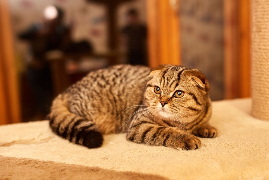Скоттиш-фолд Шотландская вислоухая кошка