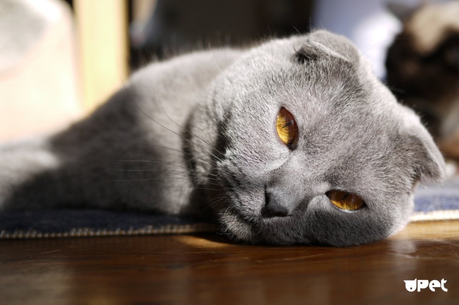 Шотландская вислоухая кошка