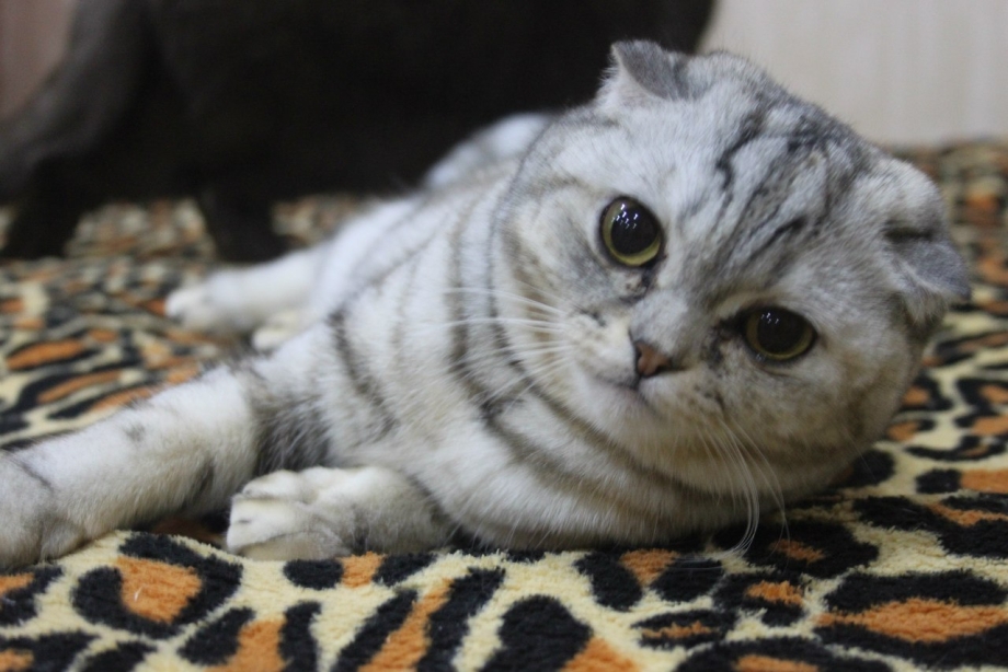 Кошка скоттиш фолд
