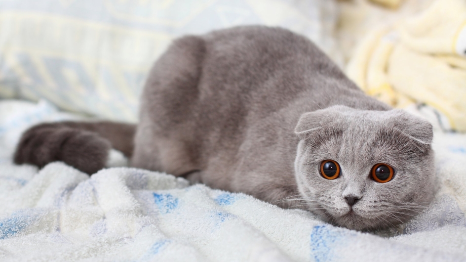 Шведская вислоухая кошка