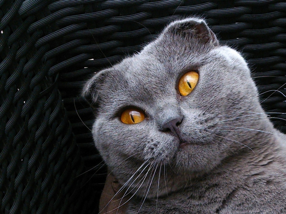 Шотланская Веселуха кошка