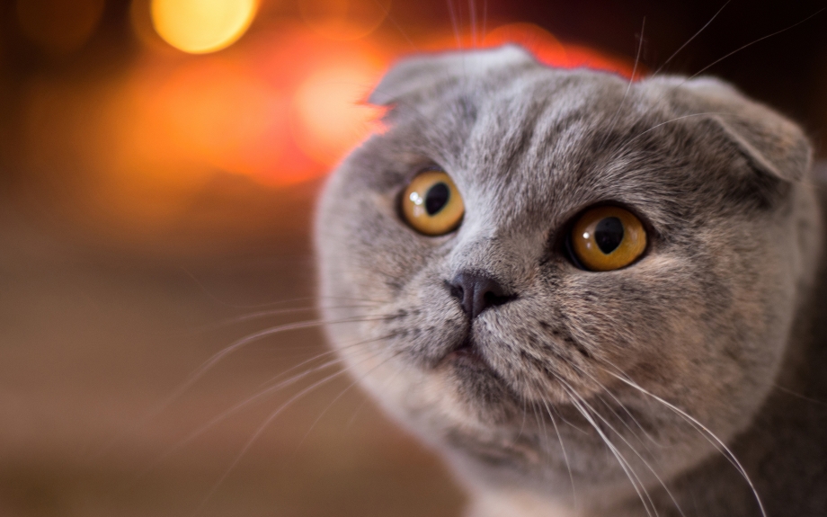 Шотланская Веселуха кошка