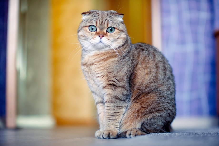 Шотландская вислоухая кошка серая