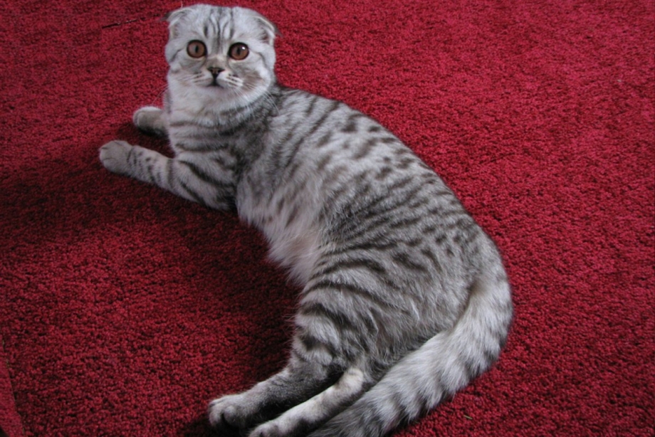Шотландская вислоухая кошка белая