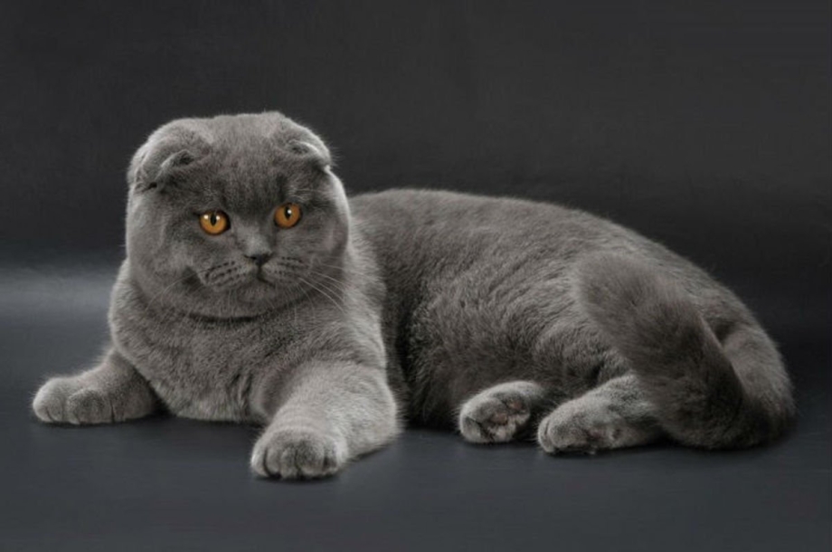 Британский вислоухий кот