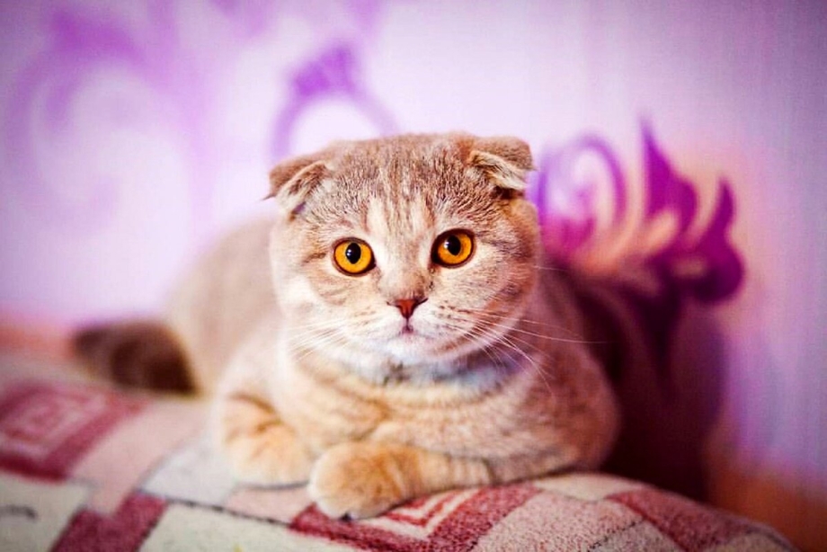 Шотландская вислоухая кошка