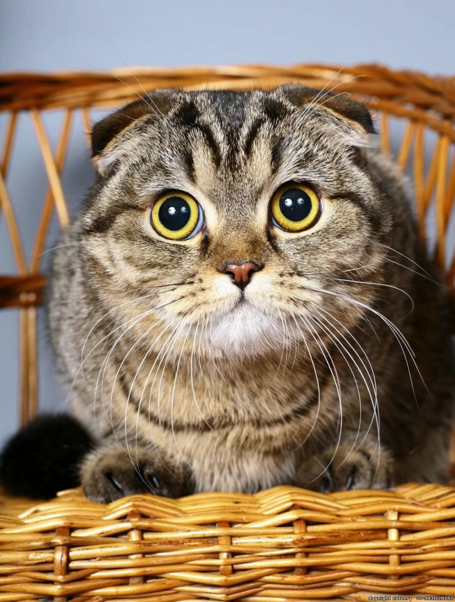 Шотландская вислоухая кошка