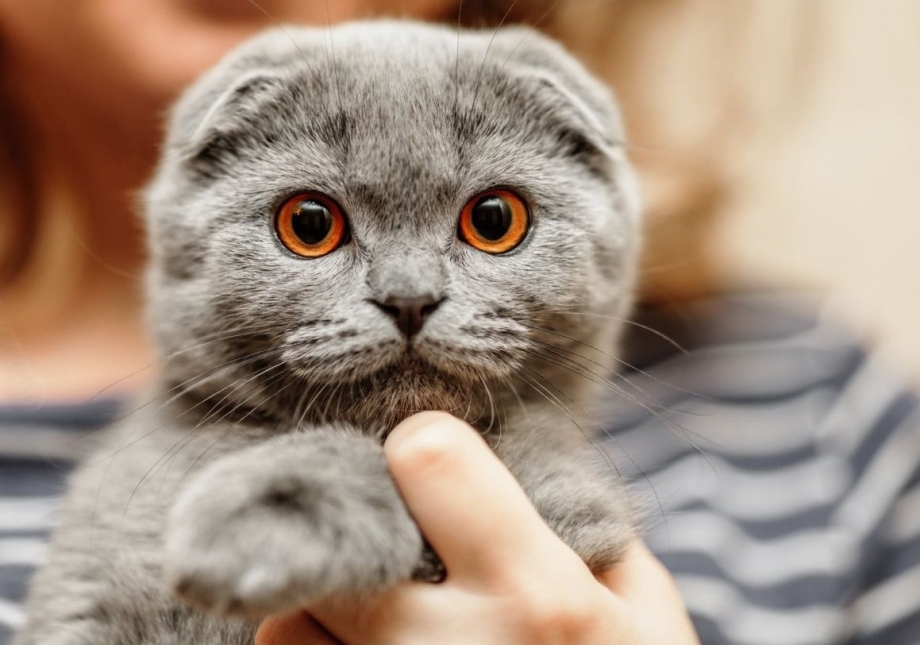 Шотландская вислоухая кошка