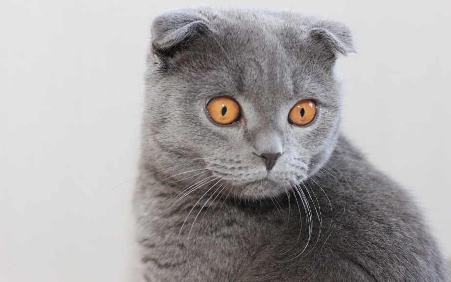 Шотландская вислоухая кошка табби