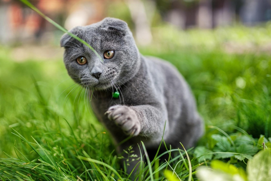 Шотландская вислоухая кошка
