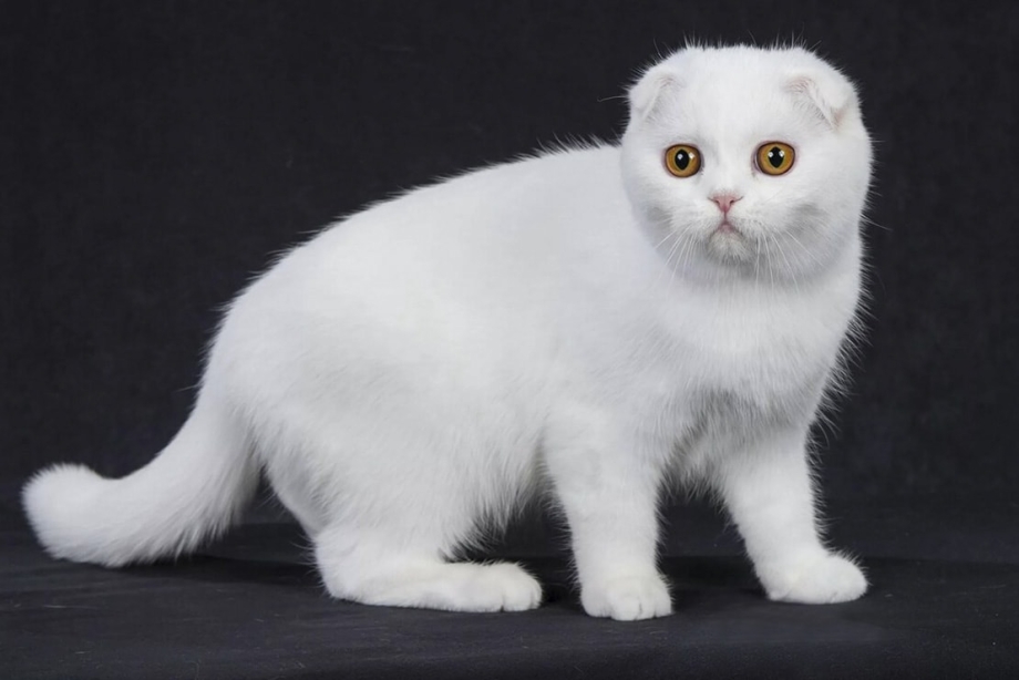 Кот скоттиш фолд