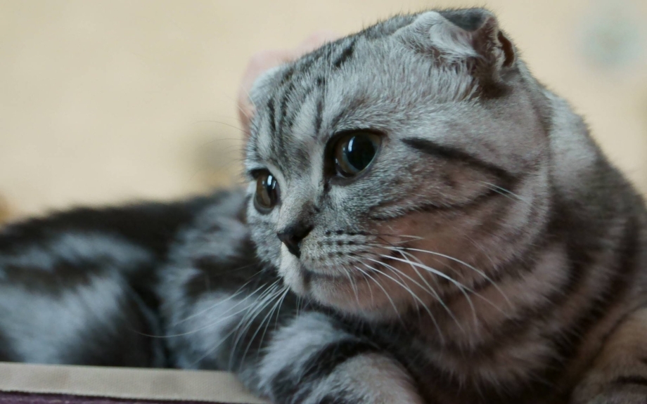 Скоттиш британец вислоухий
