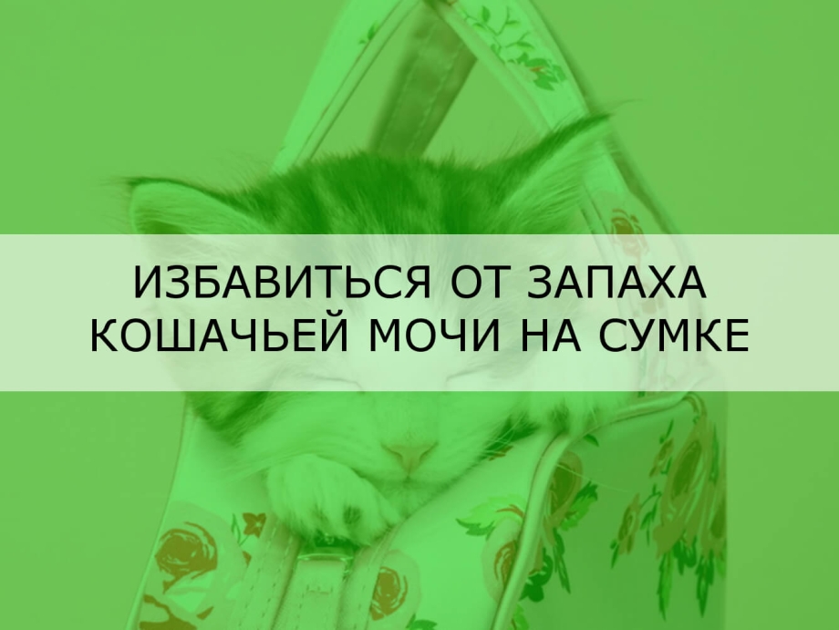 Уничтожить запах кошачьей мочи