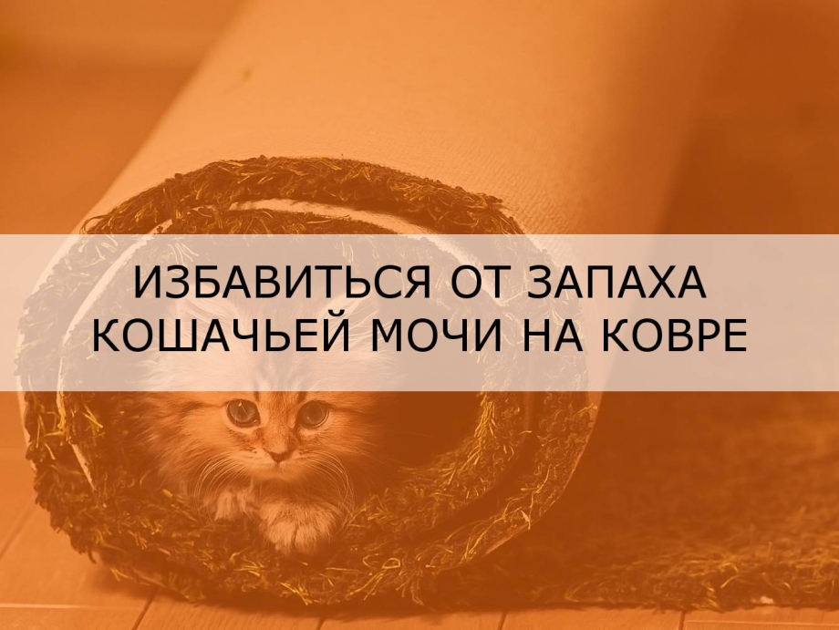 Как избавиться от запаха кошачьей мочи