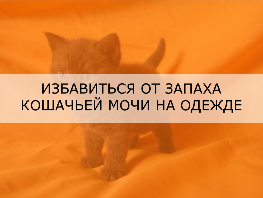 Пахнет кошачьей мочой