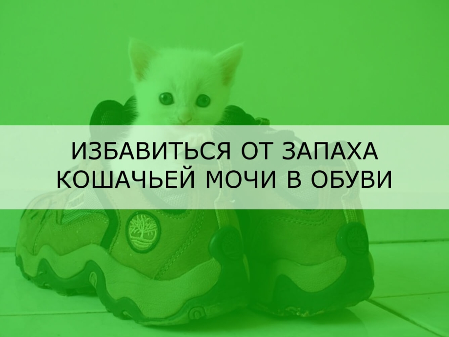 Как вывести запах кошачьей мочи