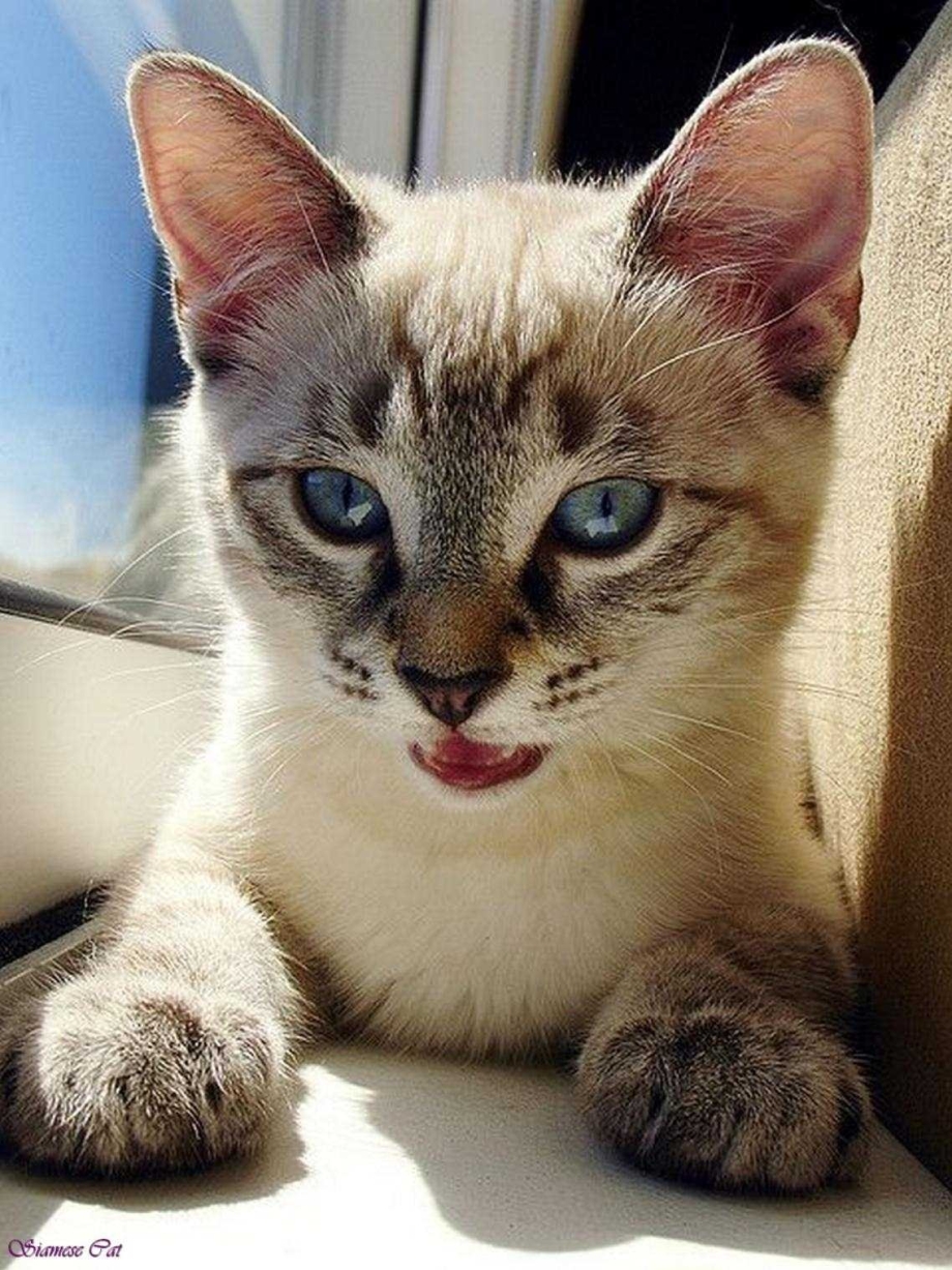 Сиамская Балинезийская кошка