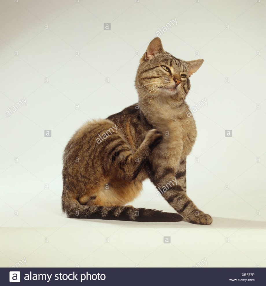 Кота чешут за ушком