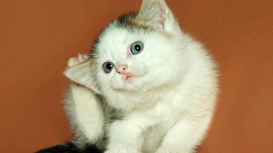 Ушки котиков