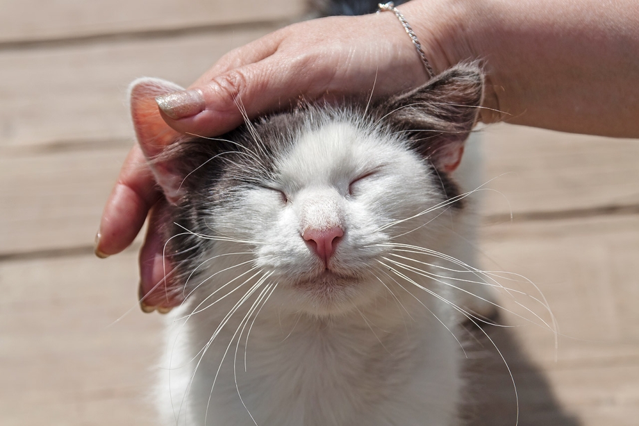 Кошка чешется