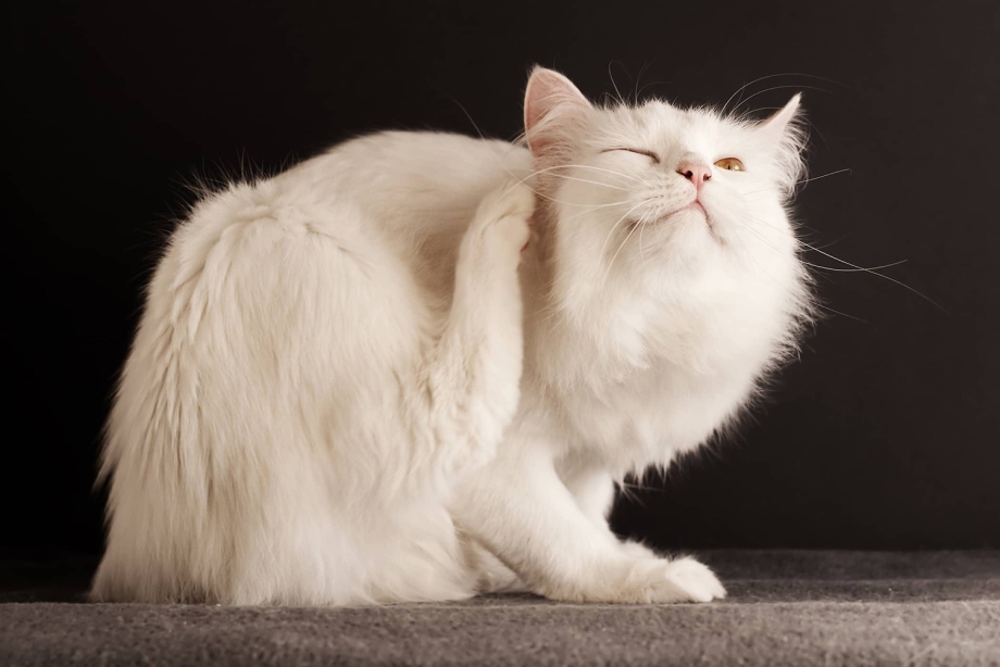 Ухаживание за кошкой