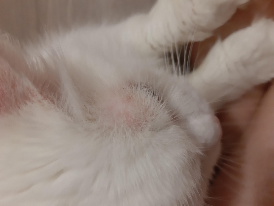 Поглаживание кошки