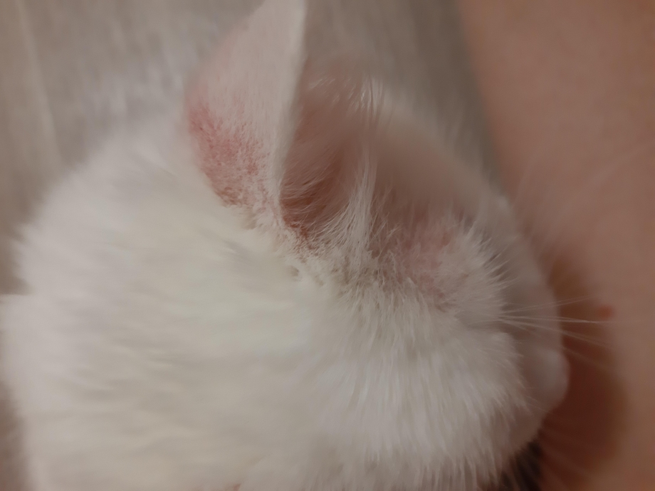 Кота чешут