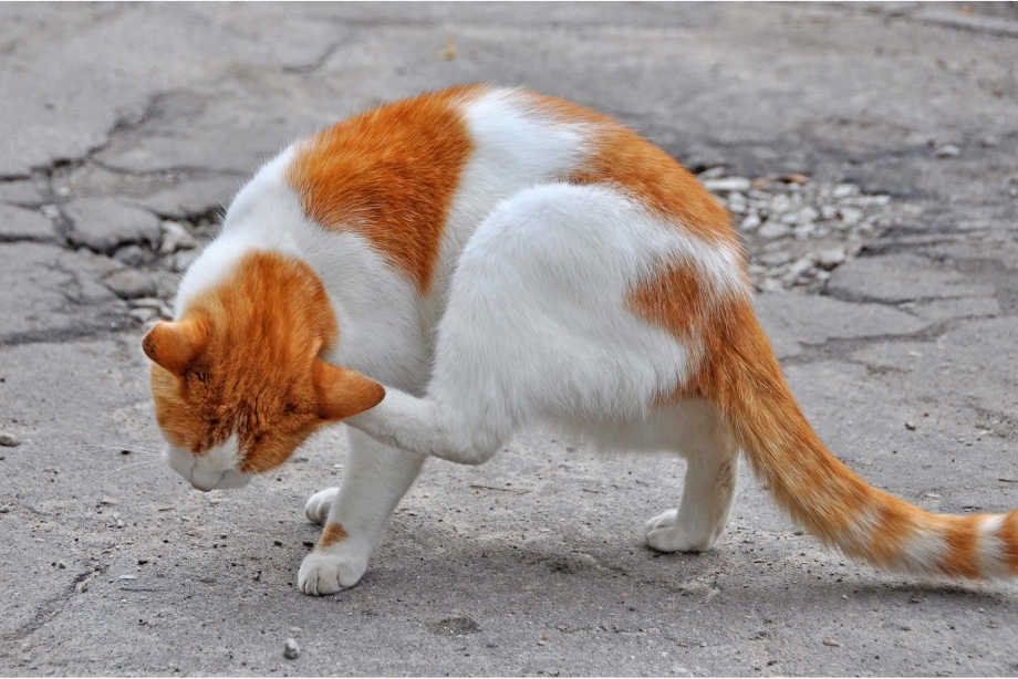 Гладить кошку
