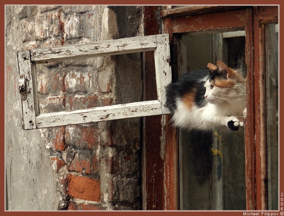 Котенок на окошке