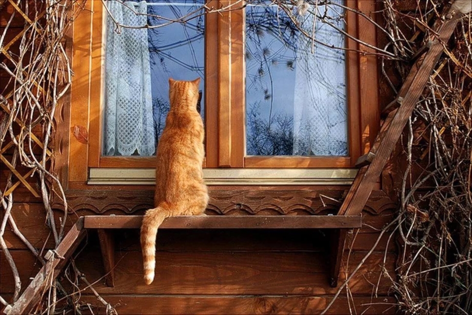 Кошка на окне