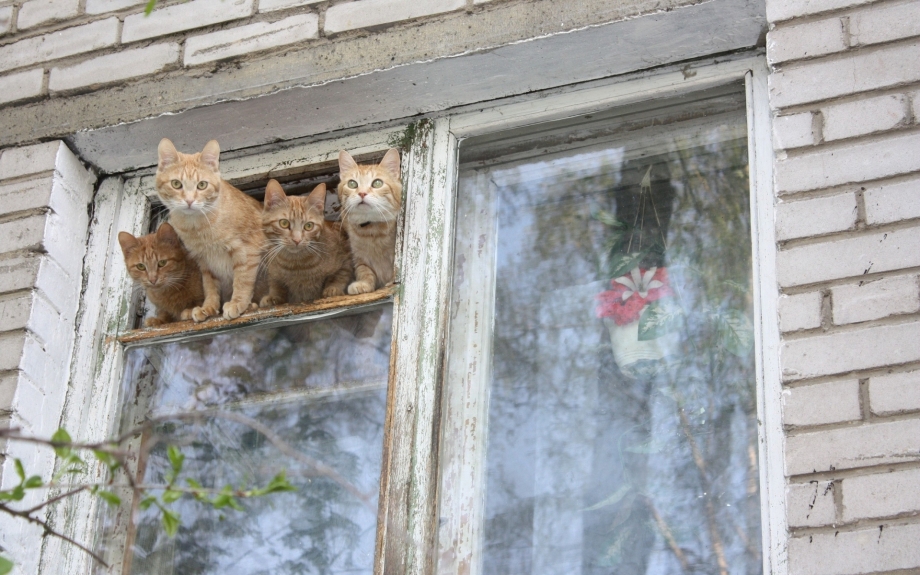 Коты на окне