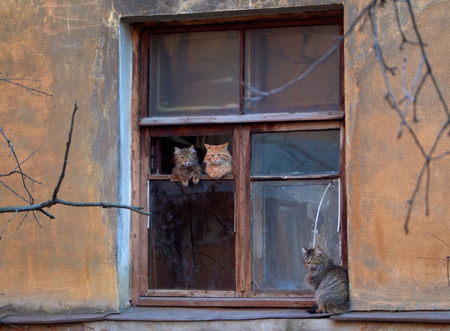 Злой кот в окне