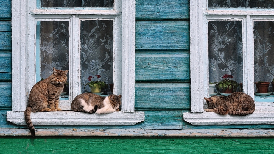Кот в деревенском окне