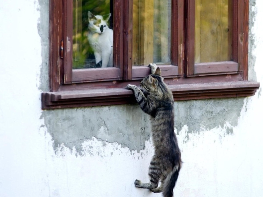Кот заглядывает в окно