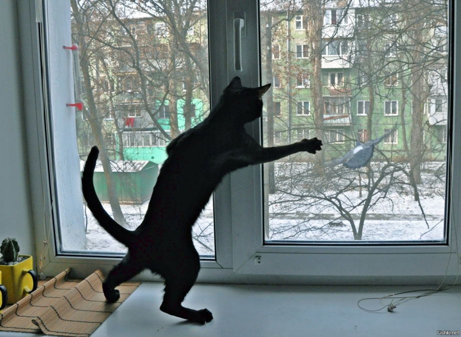 Черная кошка на окне