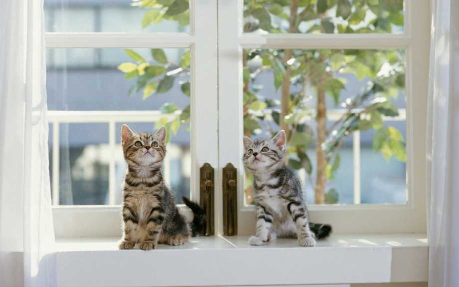 Котенок на подоконнике