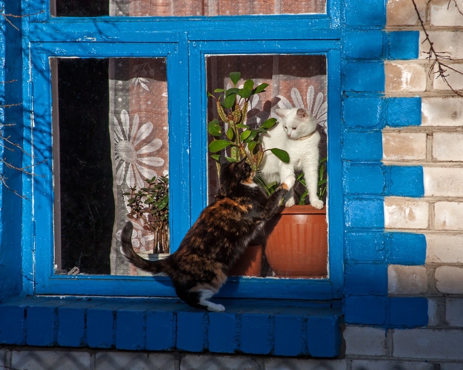 Коты на окне