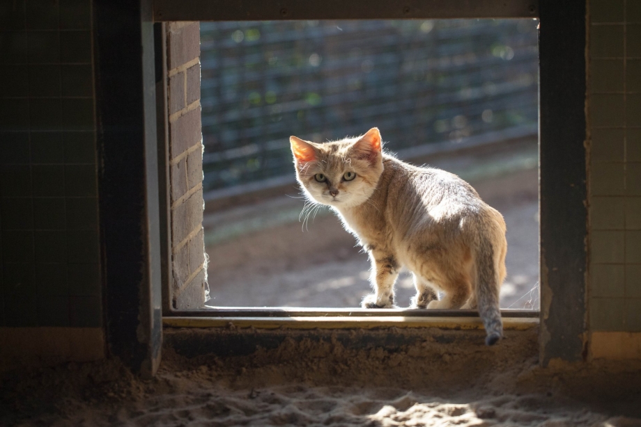 Кошки на окошке