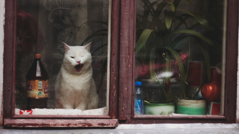 Коты за окном