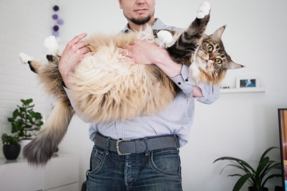 Толстый кот Мейн кун