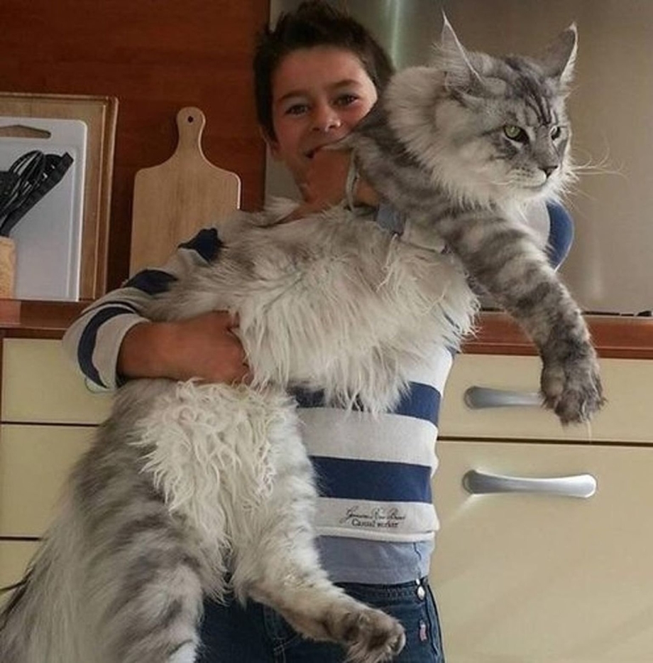 Крупные коты Мейн кун