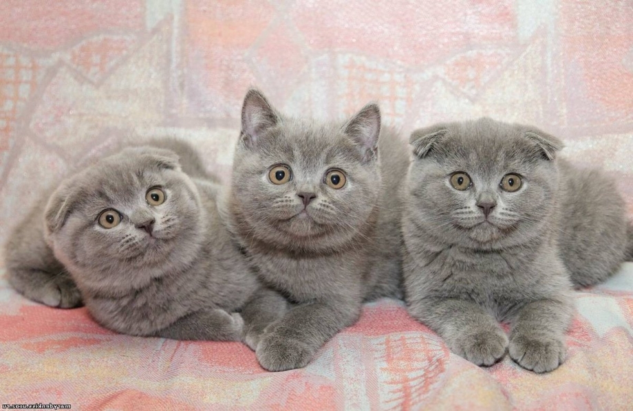 Шотландская вислоухая кошка котенок