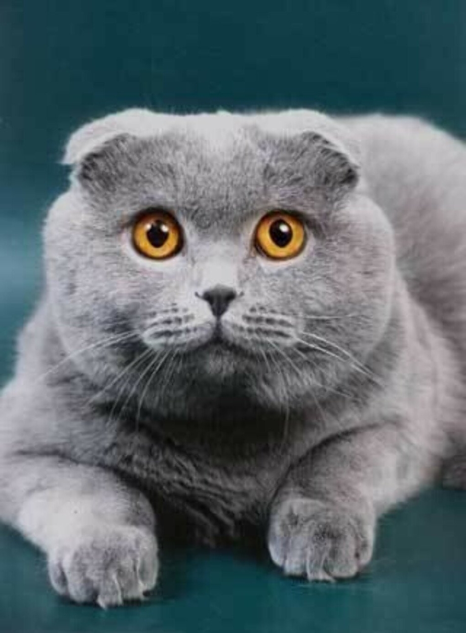 Британский скоттиш фолд
