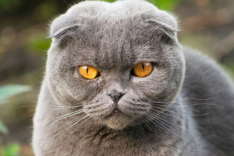 Шотландская вислоухая кошка голубая плюшевая