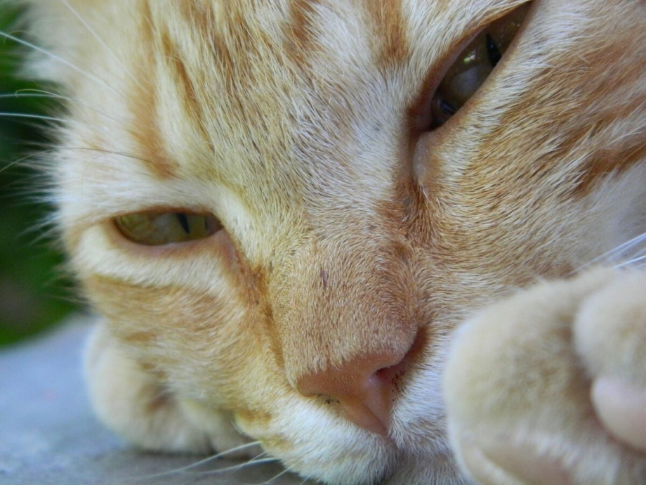 Кот спит